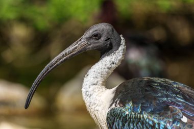 Saman boyunlu Ibis, Threskiornis spinicollis, Threskiornithidae familyasından bir kuş türü..