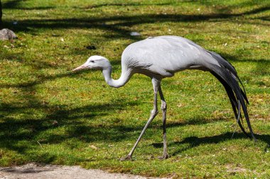 Grus paradisea, Güney Afrika 'ya özgü nesli tükenmekte olan bir kuş türü. Güney Afrika 'nın ulusal kuşudur.