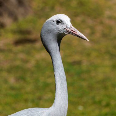 Grus paradisea, Güney Afrika 'ya özgü nesli tükenmekte olan bir kuş türü. Güney Afrika 'nın ulusal kuşudur.
