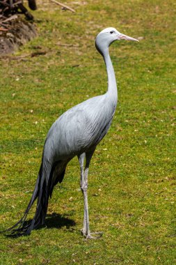 Grus paradisea, Güney Afrika 'ya özgü nesli tükenmekte olan bir kuş türü. Güney Afrika 'nın ulusal kuşudur.