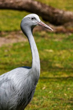 Grus paradisea, Güney Afrika 'ya özgü nesli tükenmekte olan bir kuş türü. Güney Afrika 'nın ulusal kuşudur.