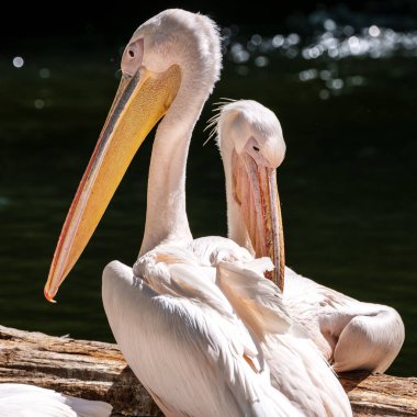 Büyük Beyaz Pelikan (