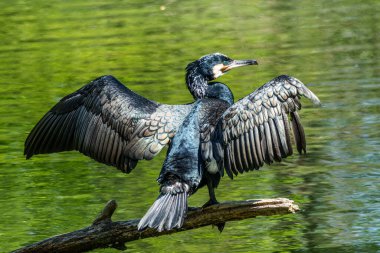 Kuzey yarımküre boyunca büyük siyah karabatak olarak bilinen büyük karabatak, Avustralya 'daki siyah karabatak ve Yeni Zelanda' nın daha güneyindeki siyah karabatak