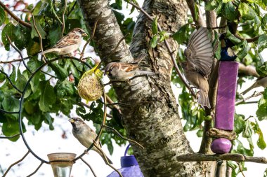 Tüylü ev kuşu, Passer domesticus kuş yemi içeren kuş yemliğinin üzerine tünemiş..