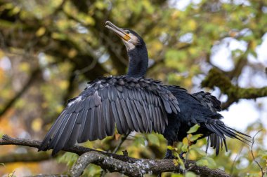Kuzey yarımküre boyunca büyük siyah karabatak olarak bilinen büyük karabatak, Avustralya 'daki siyah karabatak ve Yeni Zelanda' nın daha güneyindeki siyah karabatak