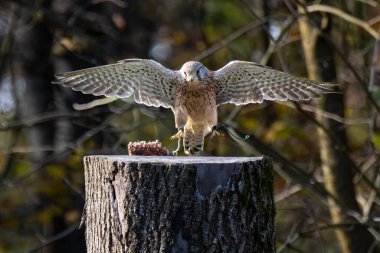 Falco tinnunculus, atmacagiller (Falconidae) familyasından bir kuş türü..