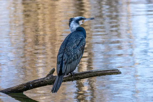 Kuzey yarımküre boyunca büyük siyah karabatak olarak bilinen büyük karabatak, Avustralya 'daki siyah karabatak ve Yeni Zelanda' nın daha güneyindeki siyah karabatak