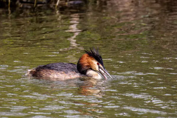 Great Crested Grebe, Podiceps kristali bir balık yakaladı. Güzel turuncu renkli bir kuş, kırmızı gözlü bir su kuşu. Eski Dünya 'da bulunan en büyük aile üyesidir..