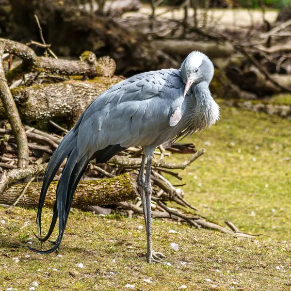 Grus paradisea, Güney Afrika 'ya özgü nesli tükenmekte olan bir kuş türü. Güney Afrika 'nın ulusal kuşudur.