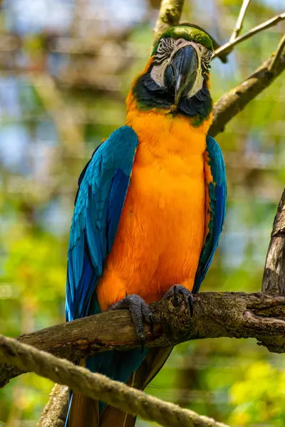 Mavi ve sarı papağan, Ara aratyası, mavi ve altın papağanı olarak da bilinir, çoğunlukla mavi üst kısımları ve açık turuncu alt kısımları olan büyük bir Güney Amerika papağanıdır.