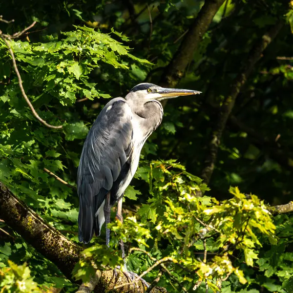 Gri balıkçıl, Ardea cinerea, büyük gri bir kuş ağaçta bir dalda oturuyor ve etrafa bakıyor, tüylü tüyler, büyük gagalı, başının arkasında uzun tüyler, vahşi doğadan bir sahne.