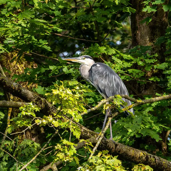 Gri balıkçıl, Ardea cinerea, büyük gri bir kuş ağaçta bir dalda oturuyor ve etrafa bakıyor, tüylü tüyler, büyük gagalı, başının arkasında uzun tüyler, vahşi doğadan bir sahne.