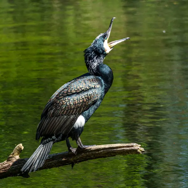 Kuzey yarımküre boyunca büyük siyah karabatak olarak bilinen büyük karabatak, Avustralya 'daki siyah karabatak ve Yeni Zelanda' nın daha güneyindeki siyah karabatak