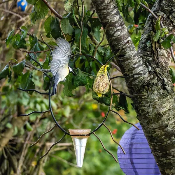 Portrait of The Great Tit, Parus major from the tit family Paridae, perched on a bird feeder containing birdseed.
