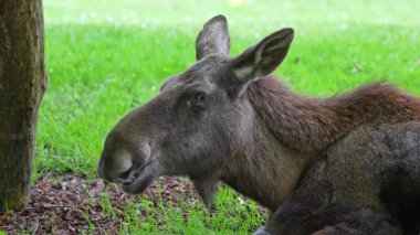 Geyik ya da geyik, Alces Alces geyik familyasındaki en büyük türdür. Geyikler, erkeklerin geniş, düz ya da palmat boynuzlarıyla ayırt edilir..