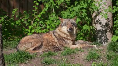 Kurt, gri kurt ya da kereste kurdu olarak da bilinen, Avrasya ve Kuzey Amerika 'nın vahşi ve uzak bölgelerinde yaşayan bir köpek türüdür..