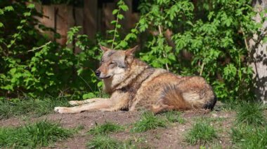 Kurt, gri kurt ya da kereste kurdu olarak da bilinen, Avrasya ve Kuzey Amerika 'nın vahşi ve uzak bölgelerinde yaşayan bir köpek türüdür..