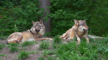 Kurt, gri kurt ya da kereste kurdu olarak da bilinen, Avrasya ve Kuzey Amerika 'nın vahşi ve uzak bölgelerinde yaşayan bir köpek türüdür..