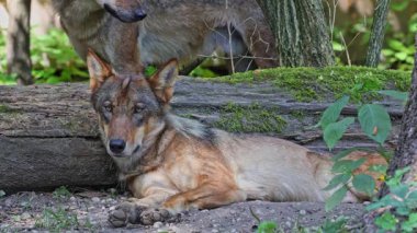 Kurt, gri kurt ya da kereste kurdu olarak da bilinen, Avrasya ve Kuzey Amerika 'nın vahşi ve uzak bölgelerinde yaşayan bir köpek türüdür..