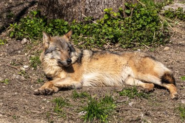 Kurt, gri kurt ya da kereste kurdu olarak da bilinen, Avrasya ve Kuzey Amerika 'nın vahşi ve uzak bölgelerinde yaşayan bir köpek türüdür..