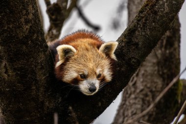 Kırmızı panda, Ailurus fulgens, daha küçük panda ve kırmızı kedi ayı olarak da bilinir..