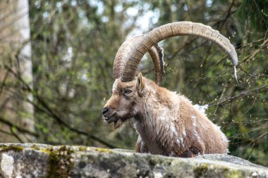 Erkek dağ keçisi - Avrupa Alplerinde yaşayan bir kayanın üzerindeki kapra dağ keçisi