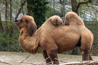 Bactrian develeri (Camelus bactrianus), Orta Asya 'nın bozkırlarına özgü büyük, tek ayak parmaklı bir bakteridir. Bactrian devesinin sırtında iki hörgücü vardır.
