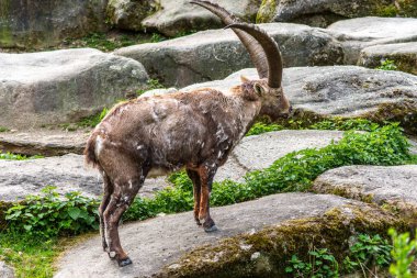 Erkek dağ keçisi - Avrupa Alplerinde yaşayan bir kayanın üzerindeki kapra dağ keçisi