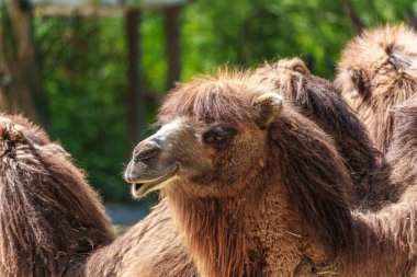 Bactrian develeri (Camelus bactrianus), Orta Asya 'nın bozkırlarına özgü büyük, tek ayak parmaklı bir bakteridir. Bactrian devesinin sırtında iki hörgücü vardır.