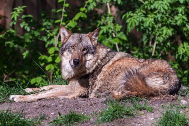 Kurt, gri kurt ya da kereste kurdu olarak da bilinen, Avrasya ve Kuzey Amerika 'nın vahşi ve uzak bölgelerinde yaşayan bir köpek türüdür..