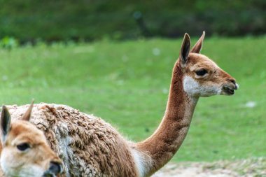 Vicunas, Vicugna Vicugna, And Dağları 'nın yüksek dağlık bölgelerinde yaşayan lama' nın akrabaları.