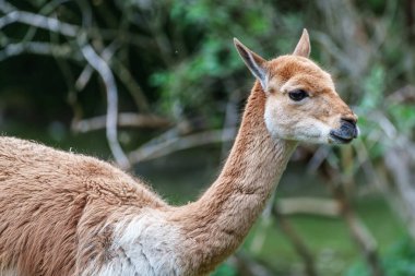 Vicunas, Vicugna Vicugna, And Dağları 'nın yüksek dağlık bölgelerinde yaşayan lama' nın akrabaları.