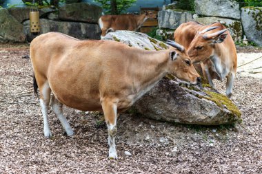 Banteng, Bos javanicus veya Red Bull. Vahşi bir sığır türüdür ama sığır ve bizondan farklı kilit özellikler vardır: hem erkek hem de dişilerde beyaz bir şerit..