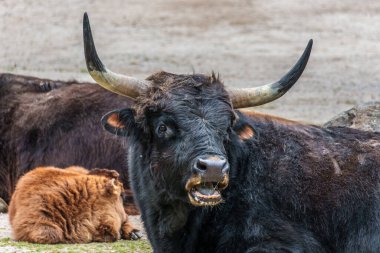 Bos Primigenius Taurus, soyu tükenmiş yaban öküzlerine benzediğini iddia etti. Alman parkında görülen yerli dağ sığırları