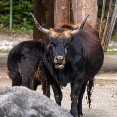 Bos Primigenius Taurus, soyu tükenmiş yaban öküzlerine benzediğini iddia etti. Alman parkında görülen yerli dağ sığırları