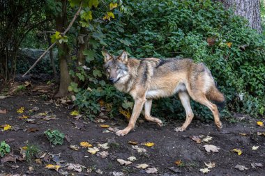 Kurt, gri kurt ya da kereste kurdu olarak da bilinen, Avrasya ve Kuzey Amerika 'nın vahşi ve uzak bölgelerinde yaşayan bir köpek türüdür..