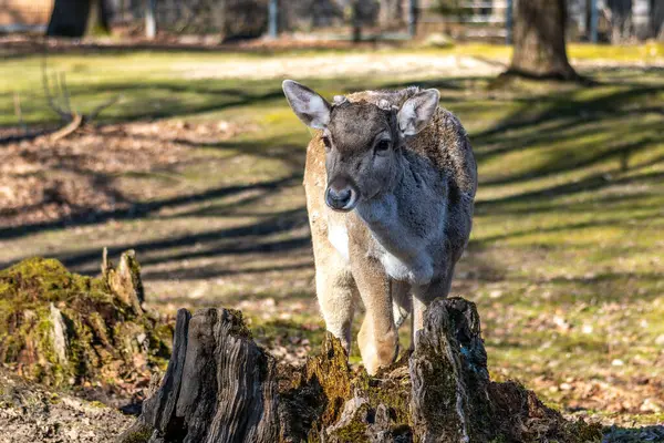 Fallow deer, Dama mezopotamya, Cervidae familyasından bir memeli türü..