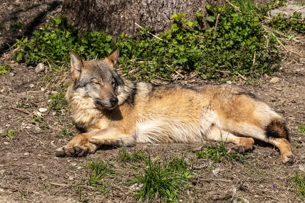 Kurt, gri kurt ya da kereste kurdu olarak da bilinen, Avrasya ve Kuzey Amerika 'nın vahşi ve uzak bölgelerinde yaşayan bir köpek türüdür..