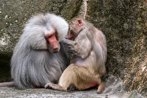 Hamadryas babunu, papio hamadryas, yan yana oturup birbirlerini tımar ediyorlar. Papio hamadryas bir babun türüdür.