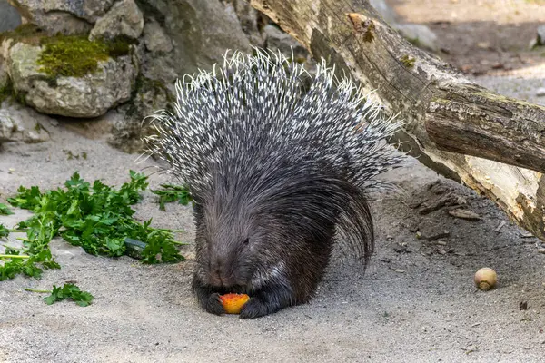 Hint armalı kirpi (