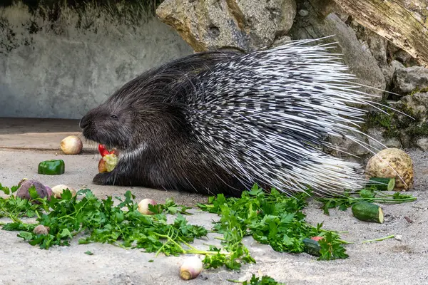 Hint armalı kirpi (