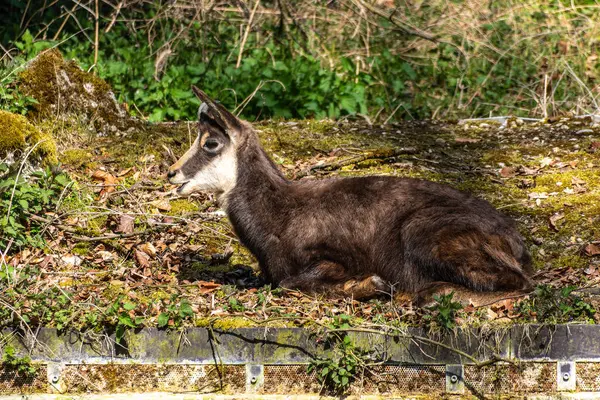 Apennine Chamois, Rupicapra pyrenaica ornata, İtalya 'daki Abruzzo-Lazio-Molise Ulusal Parkı ve İspanya' daki Pireneler 'de yaşamaktadır.