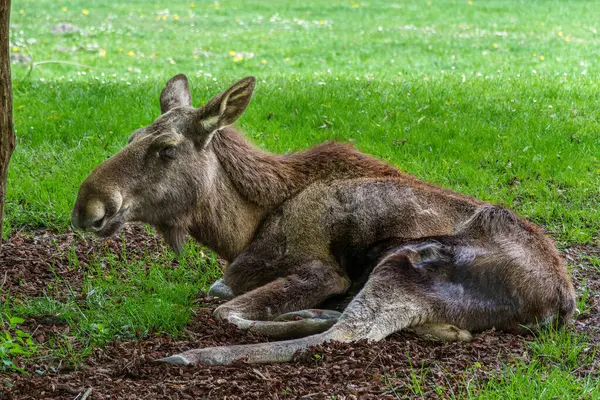 Avrupa geyiği, Alces alces, geyik olarak da bilinir. Vahşi yaşam hayvanı.