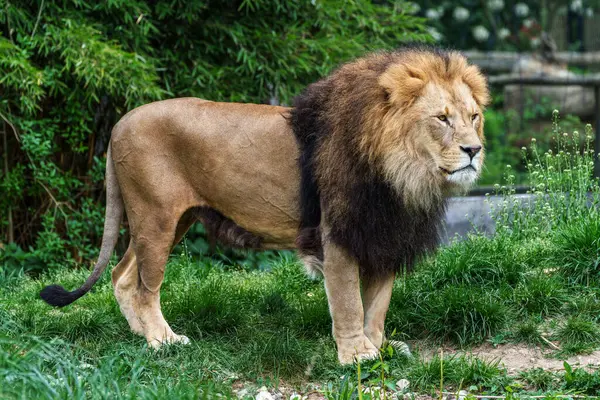 Aslan, Panthera leo, Panthera cinsindeki dört büyük kediden biridir ve Felidae familyasının bir üyesidir..