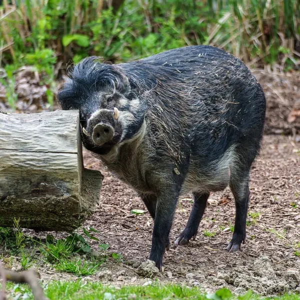 Visayan siğil domuzu Sus cebifrons, Sus cinsinde soyu tükenmekte olan bir domuz türüdür. Filipinler 'in orta kesimindeki Visayan Adaları' na endemiktir..