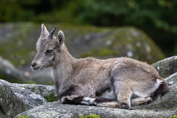 Genç dağ keçisi bir kayanın üzerinde - Alman parkında Capra dağ keçisi