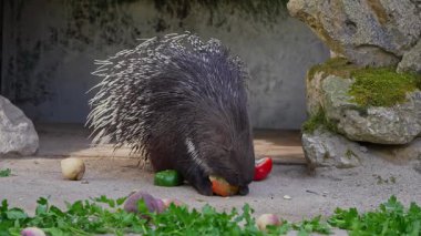 Hint armalı kirpi (