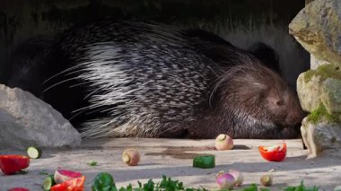 Hint armalı kirpi (