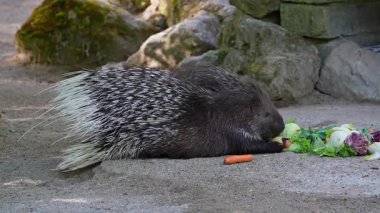 Hint armalı kirpi (