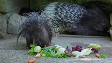 Hint armalı kirpi (